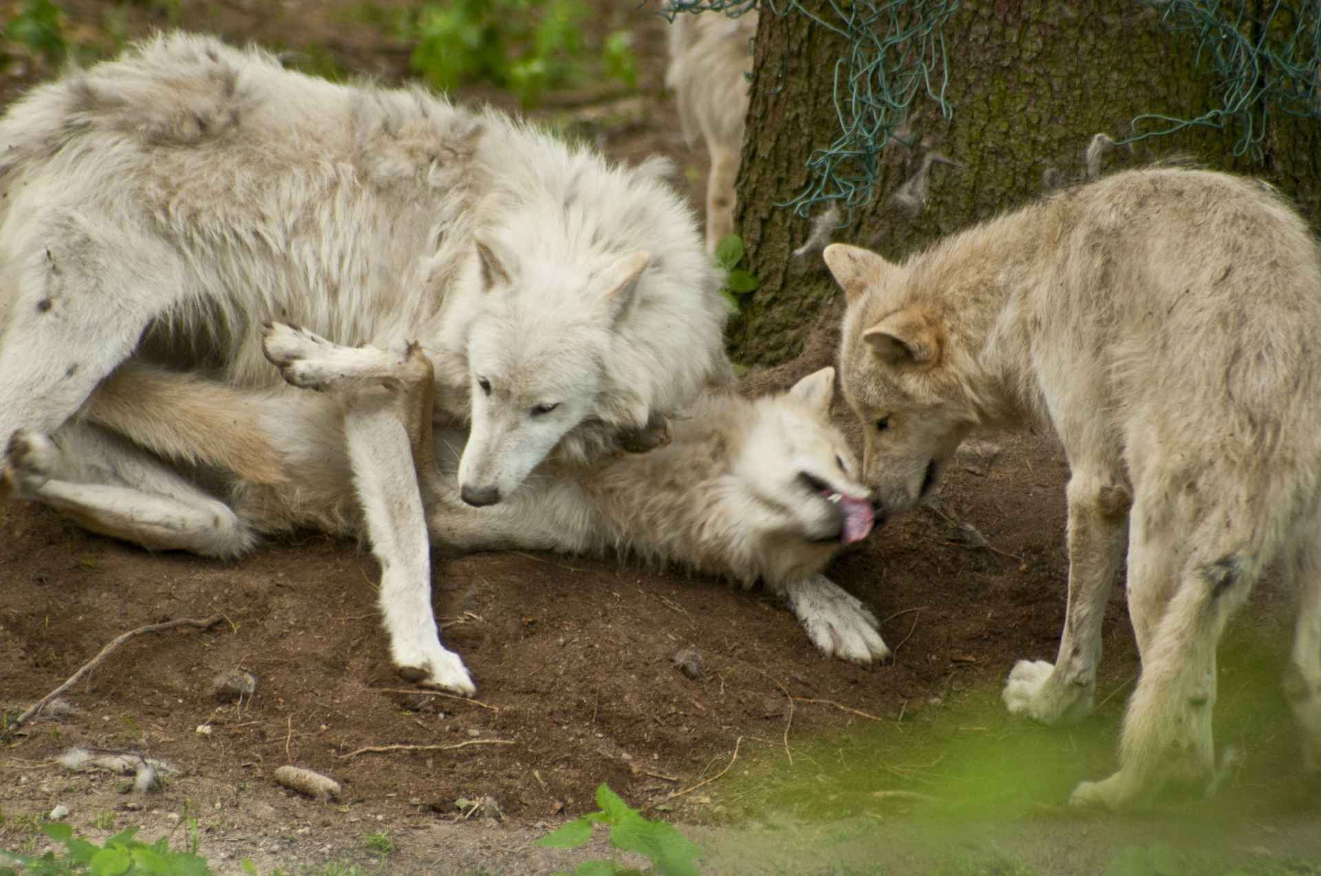 ZOO Olomouc