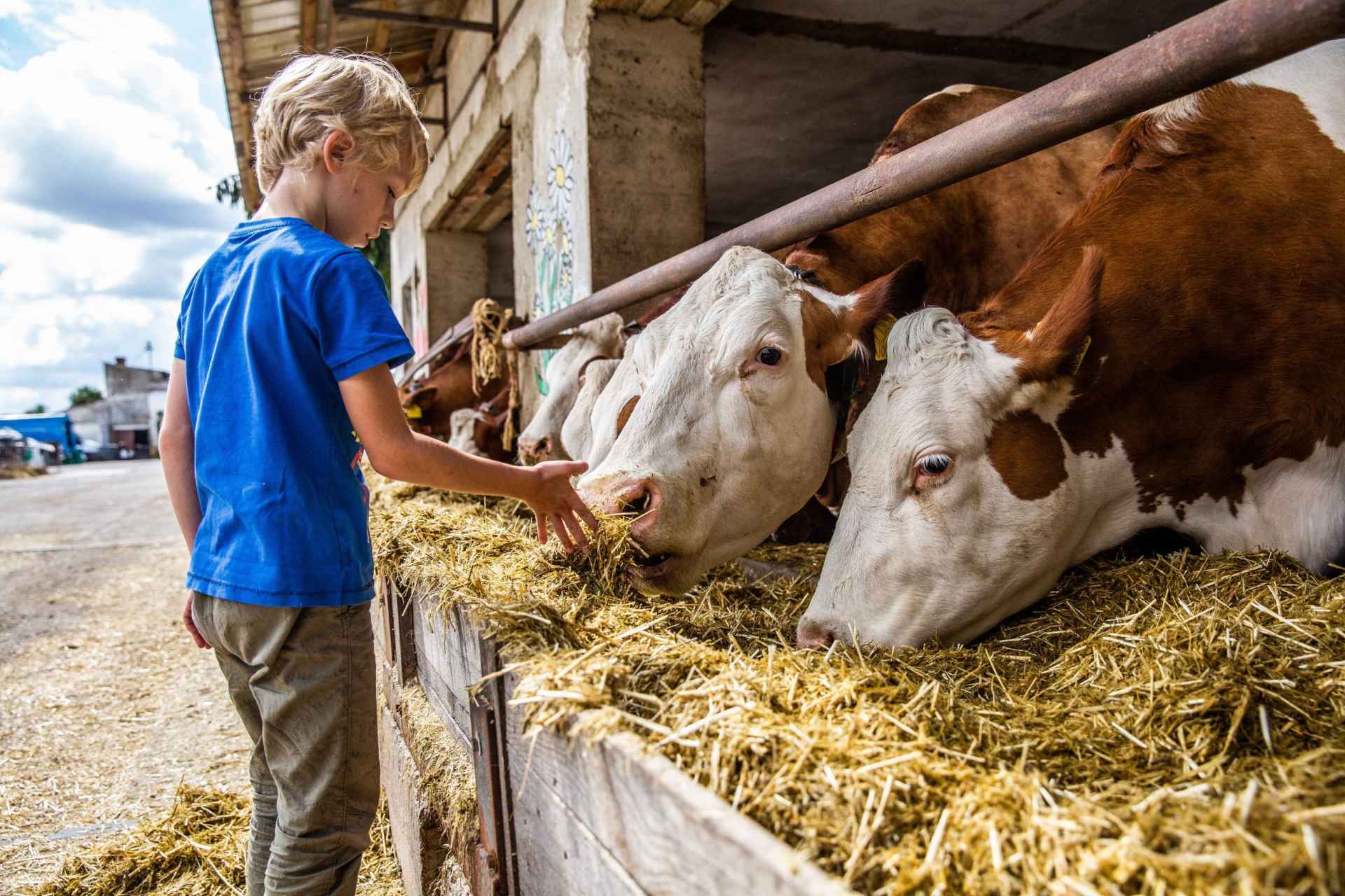 Golden Farm (cz. Zlatá Farma)