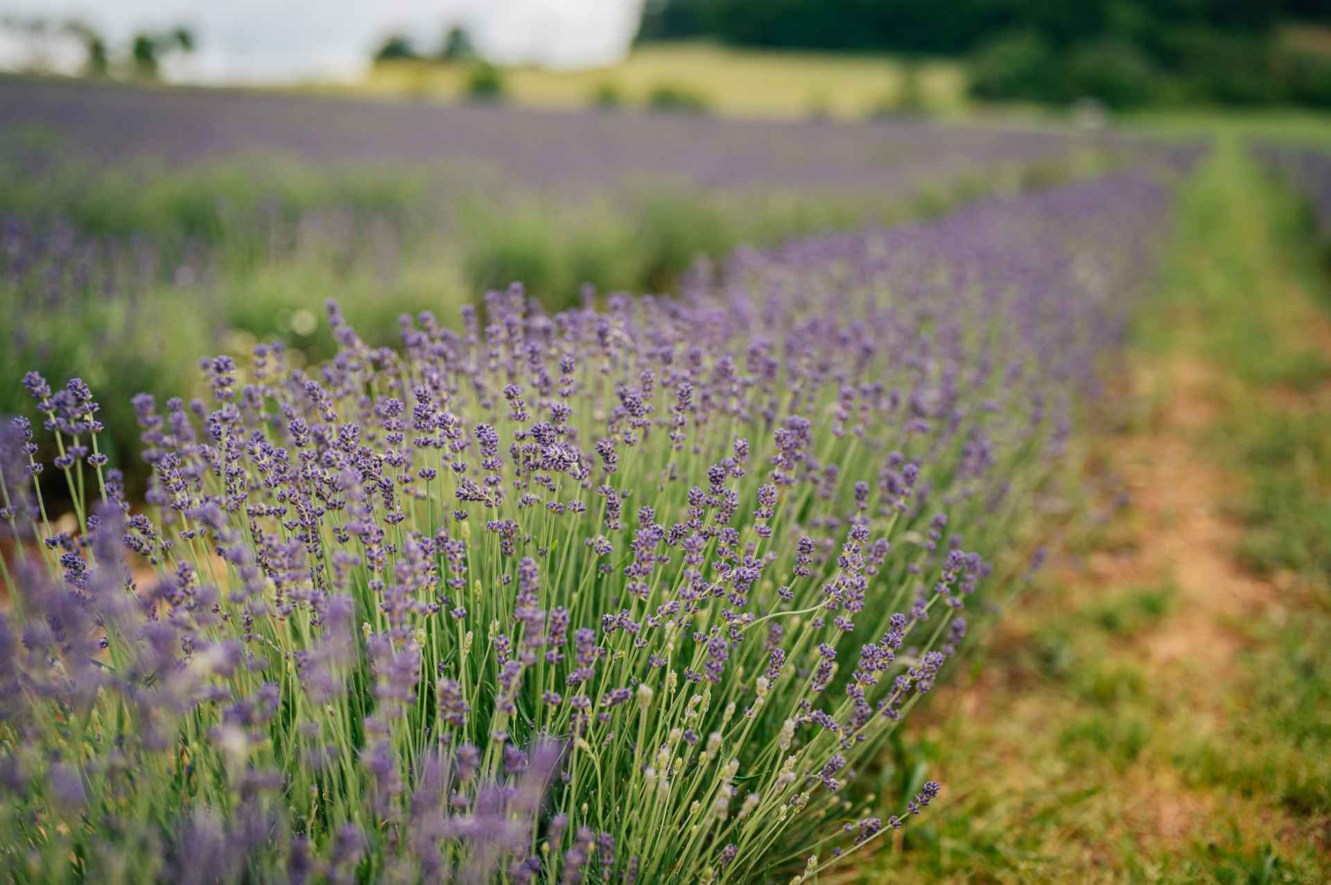 Lavender Trail