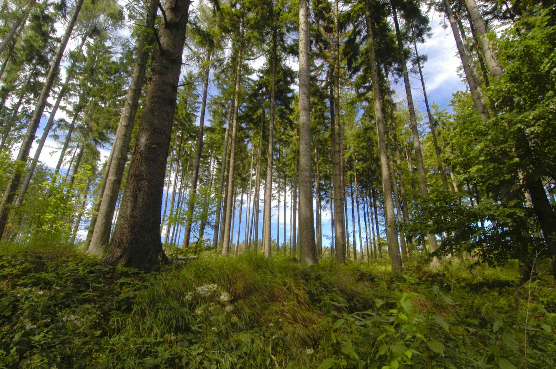 Nature trail Panské louky Nature Reserve