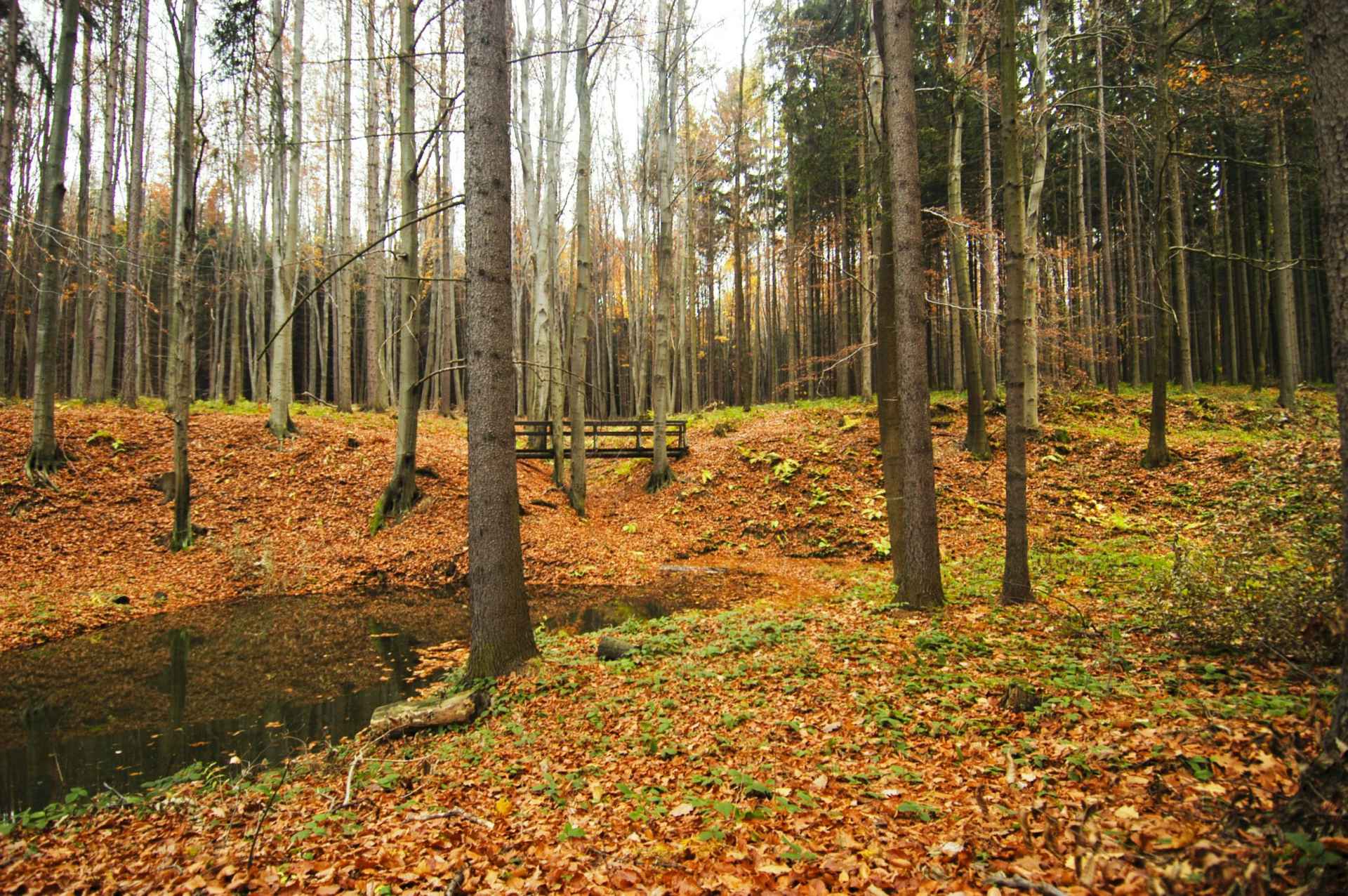 Lesní naučná stezka Valšovice