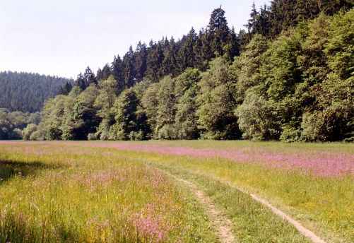 Ścieżka przyrodnicza – Dolina Terezska (cz. Terezské údolí)