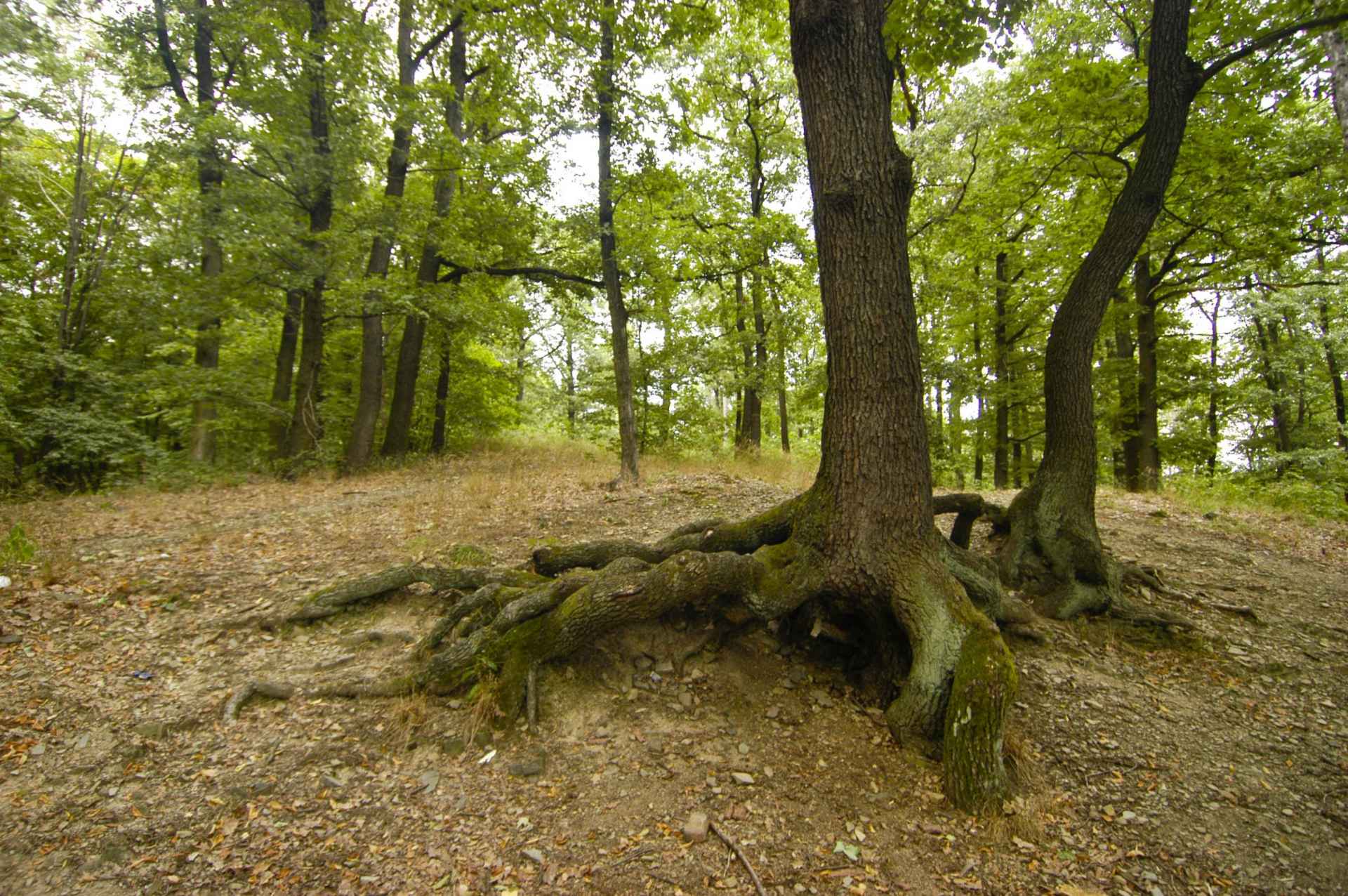 Naučná stezka Dřevohostickým lesem