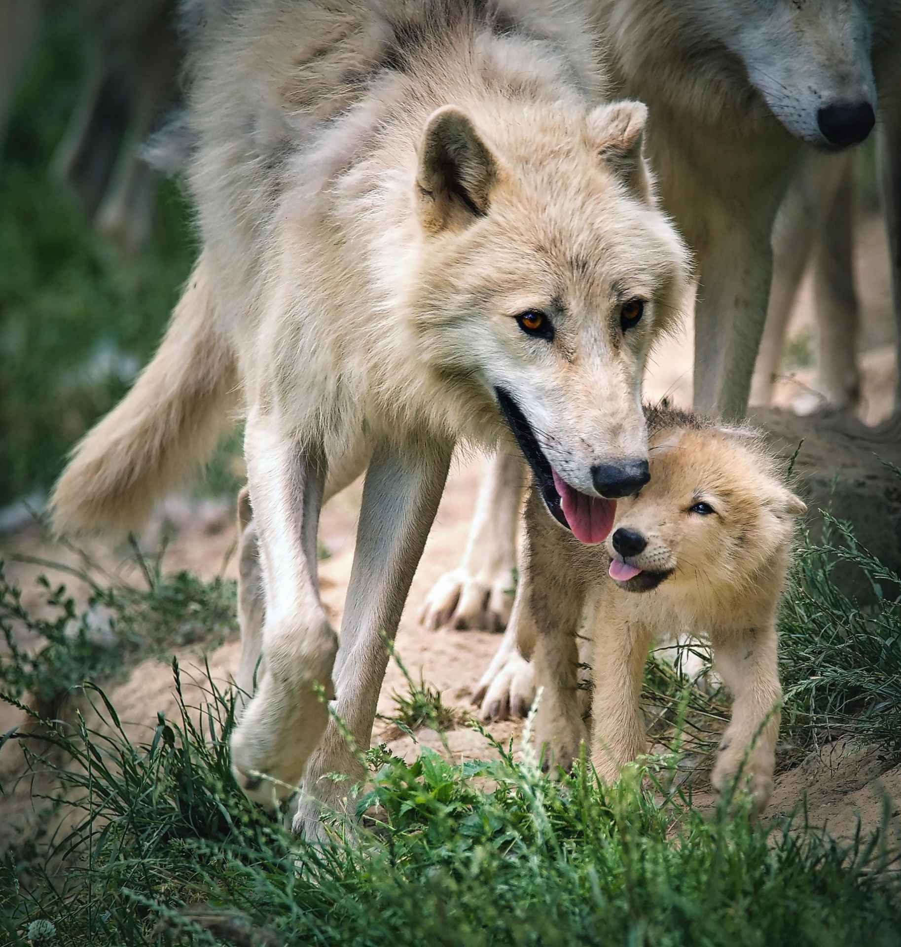 ZOO Olomouc