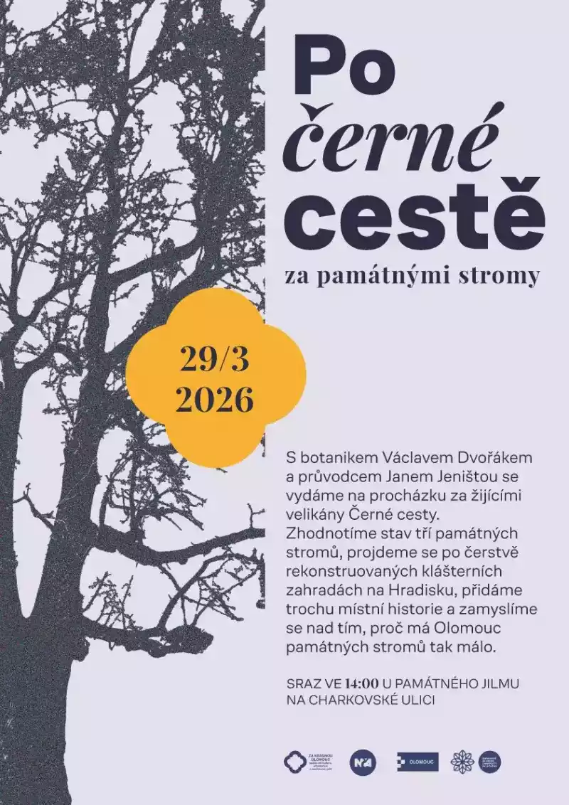 Po černé cestě za památnými stromy