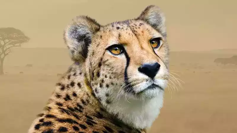 Komentovaná krmení