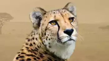 Komentovaná krmení