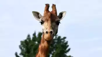 Velikonoční komentovaná krmení