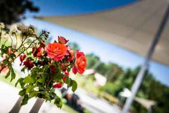 Vyznání růžím 2026