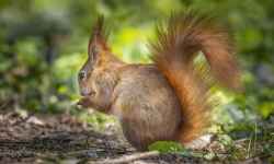 Korytarz ekologiczny Hloučela