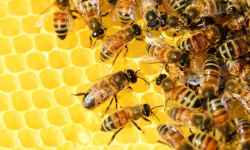 Bee nature trail