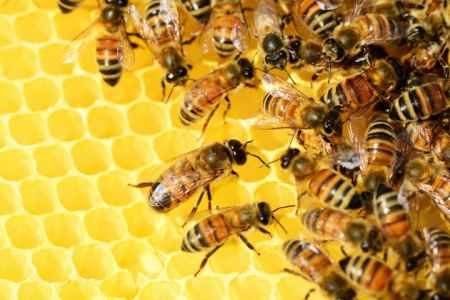 Ścieżka edukacyjna o tematyce pszczelarskiej