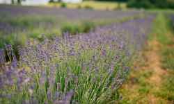 Lavender Trail