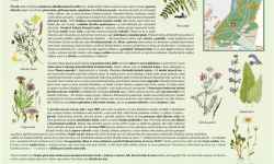 Ścieżka edukacyjna – Park miejski Uničov